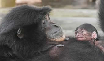 Lowry Park Zoo